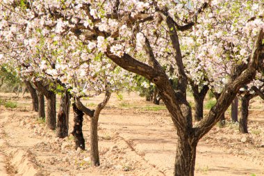 Badem ağacı mavi gökyüzünün altında çiçek açar.