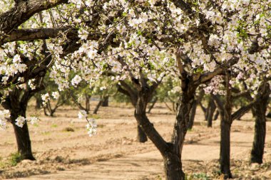 Badem ağacı mavi gökyüzünün altında çiçek açar.