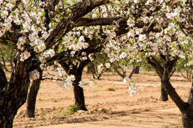 Badem ağacı mavi gökyüzünün altında çiçek açar.