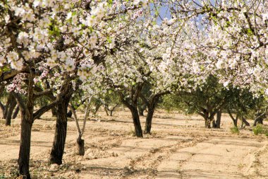 Badem ağacı mavi gökyüzünün altında çiçek açar.