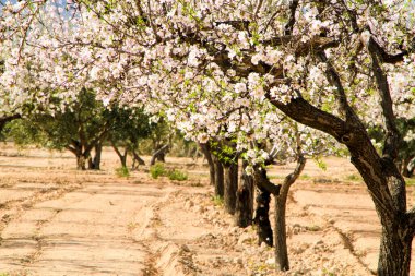 Badem ağacı mavi gökyüzünün altında çiçek açar.