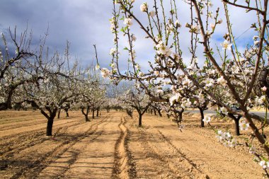 Badem ağacı mavi gökyüzünün altında çiçek açar.