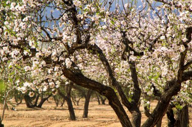 Badem ağacı mavi gökyüzünün altında çiçek açar.