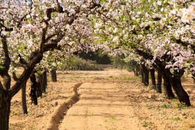Badem ağacı mavi gökyüzünün altında çiçek açar.