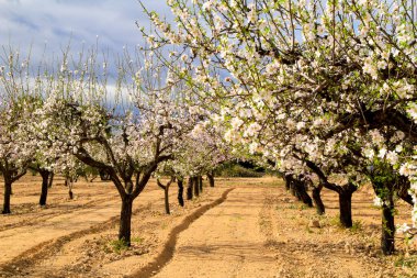 Badem ağacı mavi gökyüzünün altında çiçek açar.