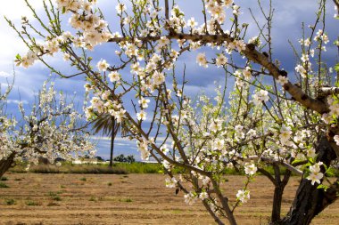 Badem ağacı mavi gökyüzünün altında çiçek açar.