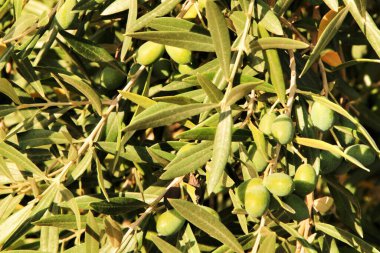 Güney İspanya 'da yaz mevsiminde bir fidanlıkta zeytin dalları