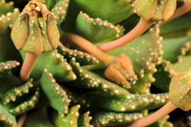 Aloinopsis Malherbei 'nin Macro fotoğrafı güneşin altındaki bahçede sulu bir saksı.
