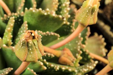 Aloinopsis Malherbei 'nin Macro fotoğrafı güneşin altındaki bahçede sulu bir saksı.