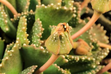 Aloinopsis Malherbei 'nin Macro fotoğrafı güneşin altındaki bahçede sulu bir saksı.