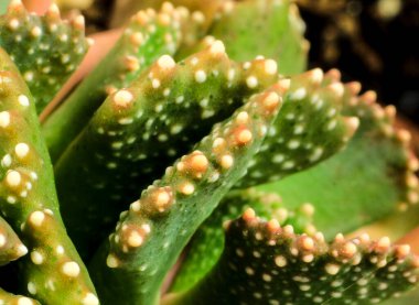 Aloinopsis Malherbei 'nin Macro fotoğrafı güneşin altındaki bahçede sulu bir saksı.