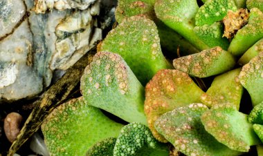 Güzel Titanopsis calcarea sulu bitki bahçesinde