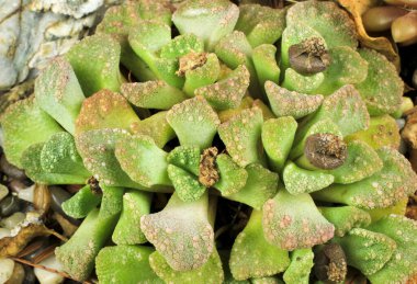 Güzel Titanopsis calcarea sulu bitki bahçesinde