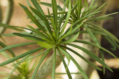 Güzel Senecio Anteuphorbium çiçekleri sonbaharda bahçede