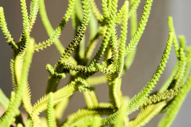 Kışın güneşin altında renkli Crassula Muscosa saksısı