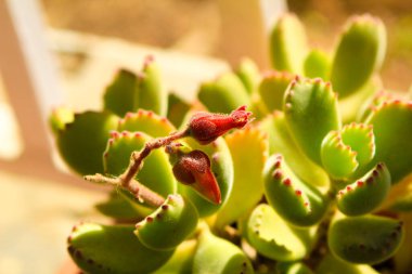 Güzel Cotyledon Tomentosa güneşin altındaki bahçede sulu bir bitki
