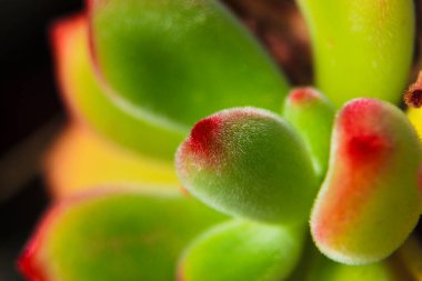 Güzel Echeveria Pulvinata sulu bitki bahçedeki güneşin altında