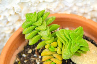 Renkli Crassula Rupestris bitkisi bahçeye