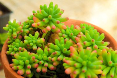 Renkli Sedum Rubrotinctum Bahçedeki sulu bitki