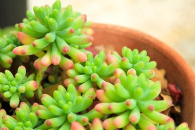 Renkli Sedum Rubrotinctum Bahçedeki sulu bitki