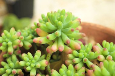 Renkli Sedum Rubrotinctum Bahçedeki sulu bitki