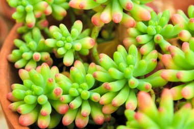 Renkli Sedum Rubrotinctum Bahçedeki sulu bitki