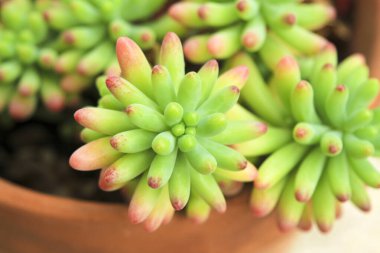 Renkli Sedum Rubrotinctum Bahçedeki sulu bitki