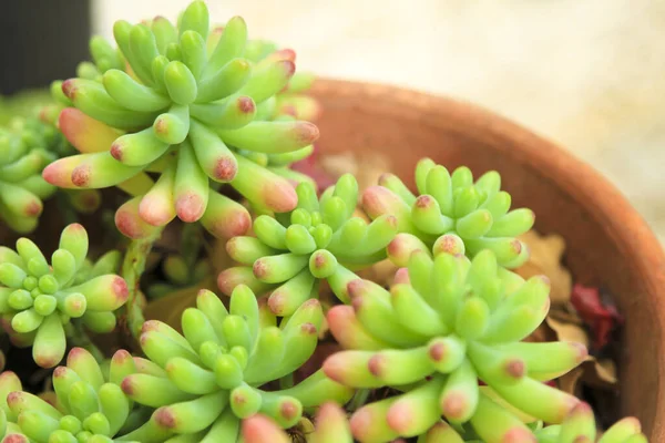 Renkli Sedum Rubrotinctum Bahçedeki sulu bitki