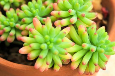 Renkli Sedum Rubrotinctum Bahçedeki sulu bitki