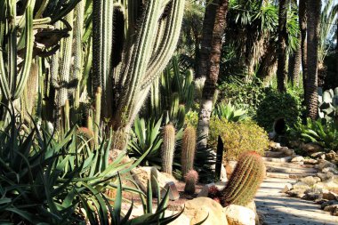 Bahçede farklı türde kaktüslerle kayalık.