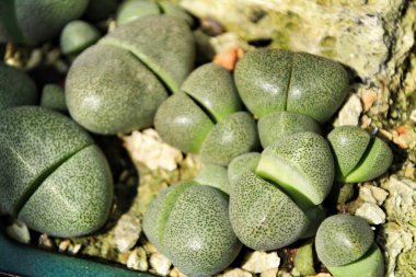 Pleiospilos nelii cactus in the garden. Split rock clipart