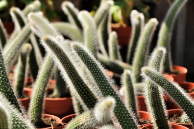 Kliistocactus Wineri kaktüsü güneşin altındaki bahçede.