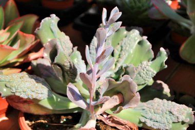 Yağmurdan sonra bahçedeki güzel sulu bitkiler