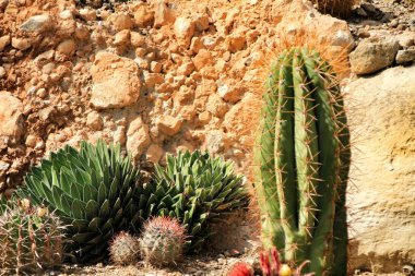 Cabo de Gata 'da, Nijar' da, Almerya 'da güneşin altında çok güzel bir kaktüs bahçesi var.