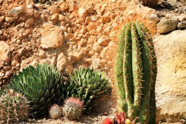 Beautiful succulent and cactus garden in Cabo de Gata, Nijar, Almeria, under the sun clipart