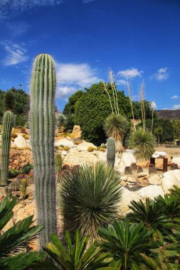 Cabo de Gata 'daki güzel kaktüs bahçesi, Nijar, Almerya, güneşin altında.