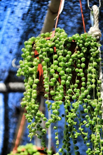 Senecio Rowleyanus Plante Dans Jardin Sous Soleil — Photo