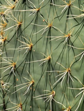 Opuntia ficus indica kaktüs bitki dokusu