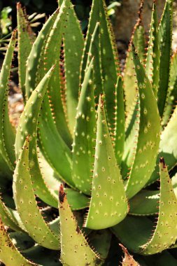 Aloe Ferox bitkisi mavi gökyüzünün altında