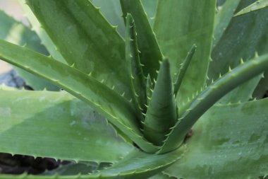 Aloe Vera güneşin altındaki bahçede bitki yetiştiriyor.
