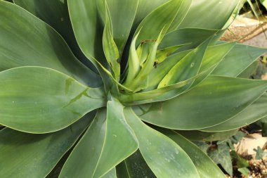 İspanya, Elche 'deki bahçede Agave Attenuata bitkisi