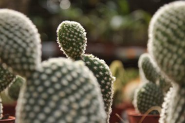 Bahçedeki güzel ve renkli Opuntia Mikro Dağıtımları