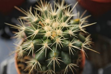 Ferocactus Gracilis bahçede.