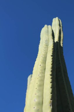 Mavi gökyüzünün altındaki bahçede kaktüs bitkisi (Echinopsis pachanoi)