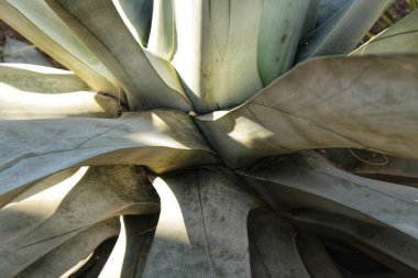 Sabaha Agave bitkisi