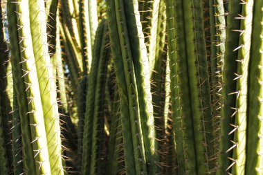 Güneşin altındaki bahçede yeşil kaktüs dokusu
