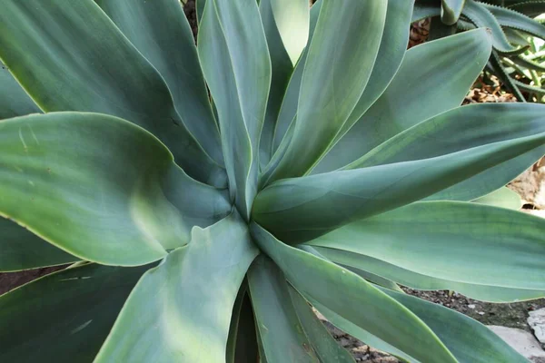 İspanya, Elche 'deki bahçede Agave Attenuata bitkisi