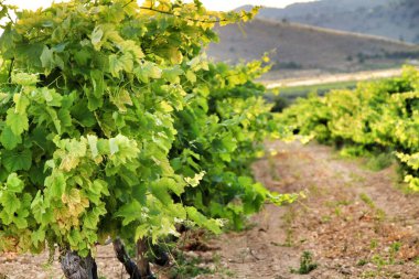 Jumilla, Murcia, İspanya 'da mavi gökyüzü altındaki güzel yeşil üzüm bağlarının manzarası.