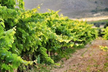 Jumilla, Murcia, İspanya 'da mavi gökyüzü altındaki güzel yeşil üzüm bağlarının manzarası.