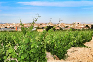 Jumilla, Murcia, İspanya 'da mavi gökyüzü altındaki güzel yeşil üzüm bağlarının manzarası.